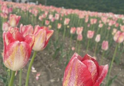 元気な子どもを産みたい！あなたの食事をサポート！